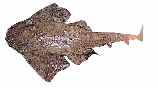 Squatina acuelata_02